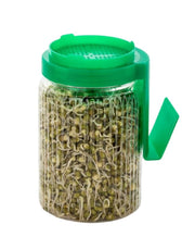 UCRAVO 720 ML Glass Sprout Growing Container with Stainless Steel Mesh Lid & Angled Drainage Stand | Beginner Friendly DIY Sprouter for Organic Seeds, Beans, and Microgreens Kit