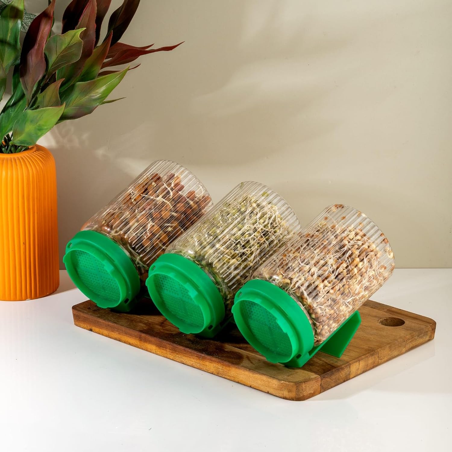 UCRAVO 720 ML Glass Sprout Growing Container with Stainless Steel Mesh Lid & Angled Drainage Stand | Beginner Friendly DIY Sprouter for Organic Seeds, Beans, and Microgreens Kit